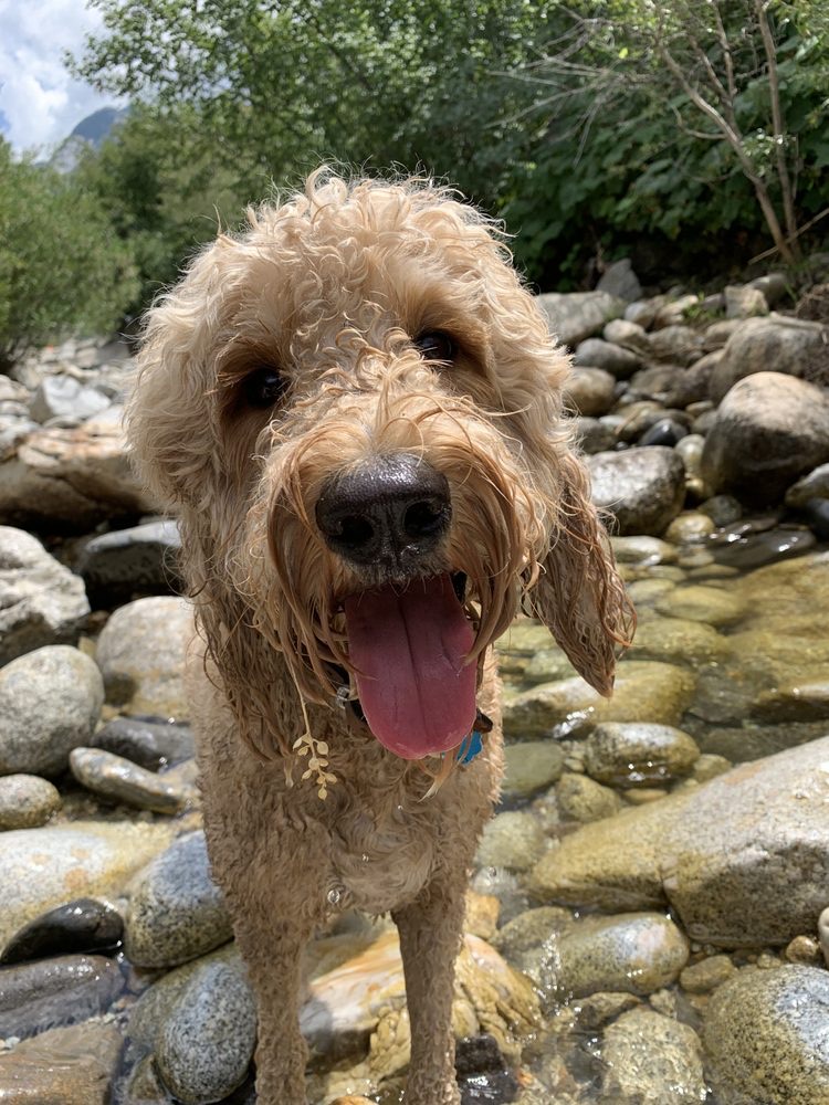 Draper Dog Hiking