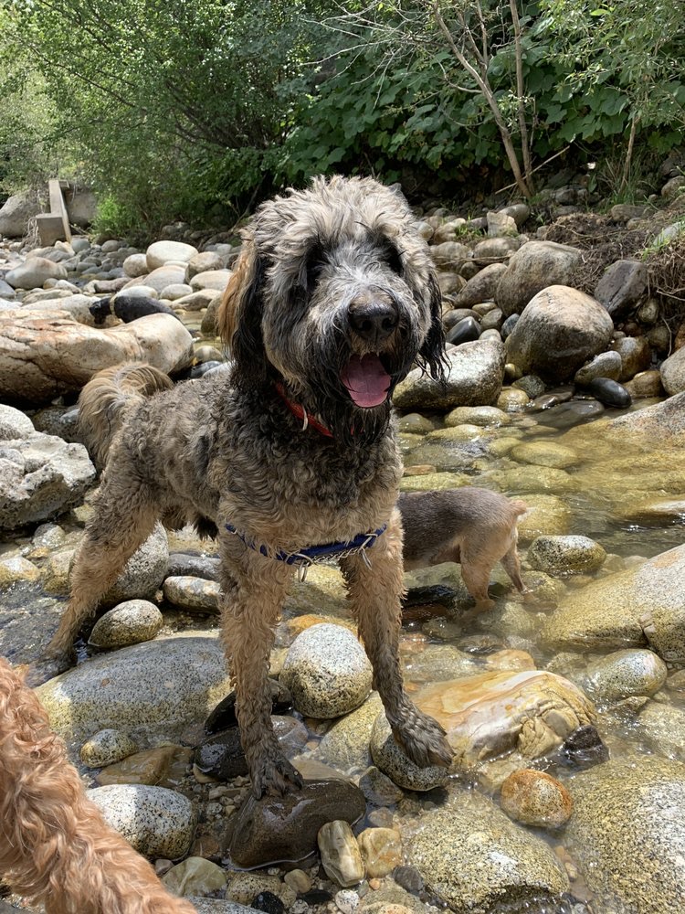 Millcreek Dog Hiking