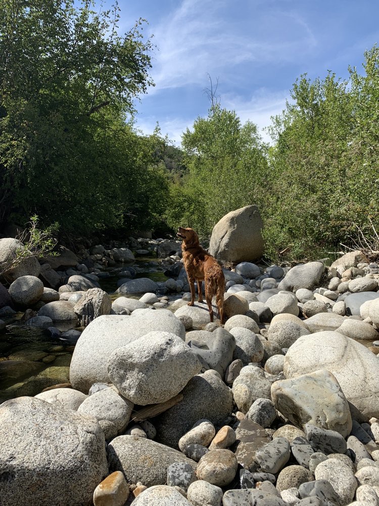 Holladay Dog Hiking