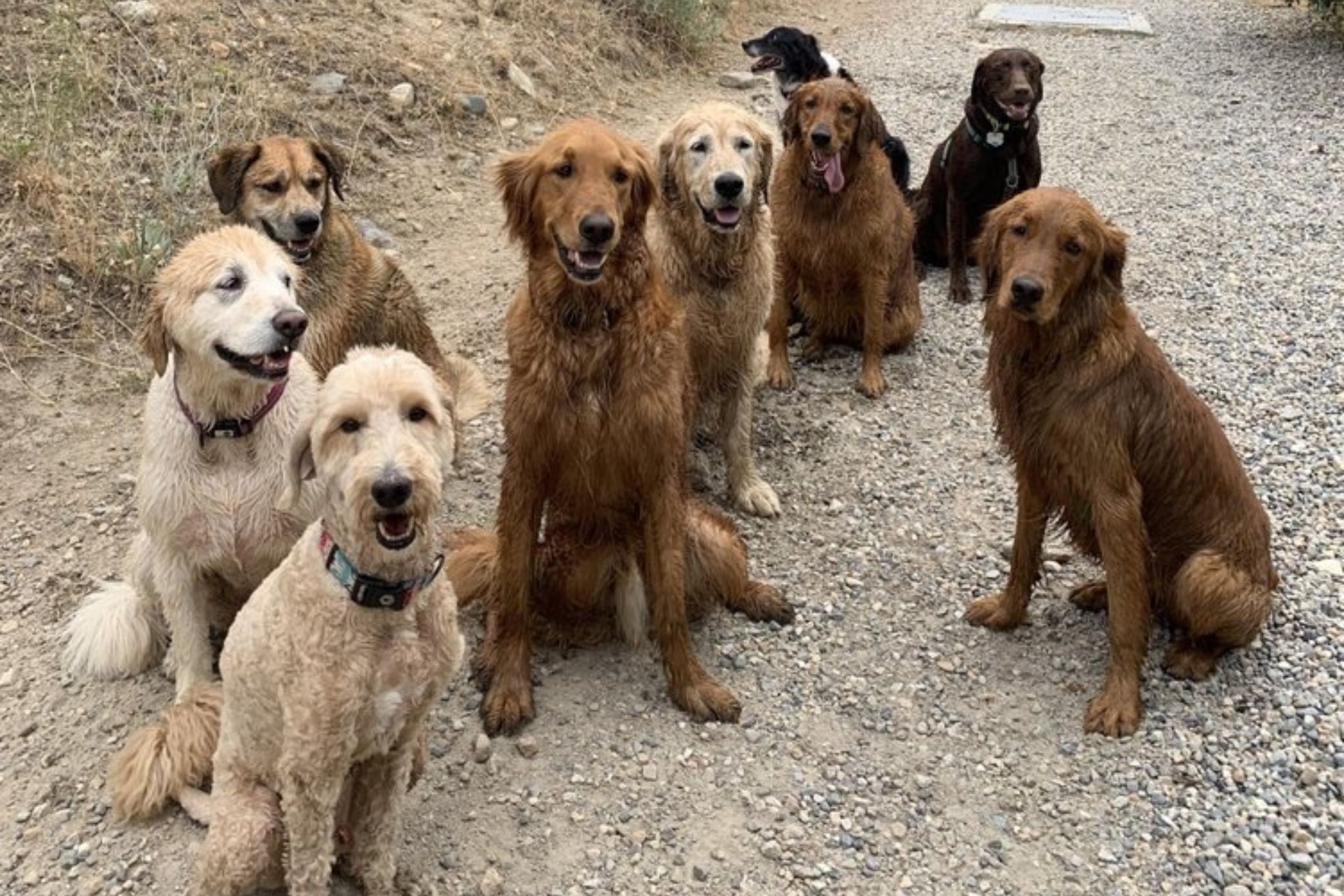 Obedience Training in South Jordan